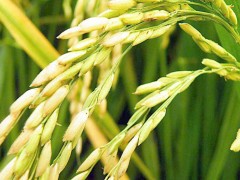 1033萬 中國水稻研究所采購液質(zhì)聯(lián)用儀LC-MS等11套儀器設(shè)備
