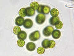 兩項水質(zhì)測定的環(huán)境標準征求意見 涉及液相色譜法、顯微鏡計數(shù)法