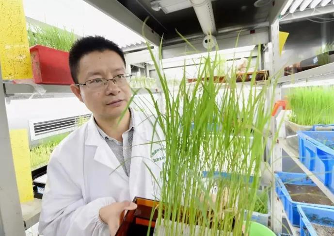 南農國家作物種質資源南京觀測實驗站
